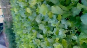 26 06 2016 как вырастить махорку будет  познавательно