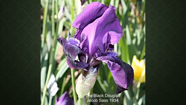 Sass Iris смотреть онлайн