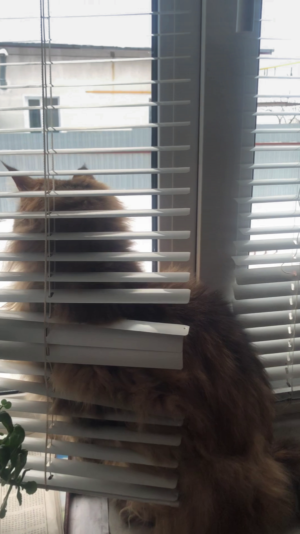 Как же бесят ваши жалюзи!