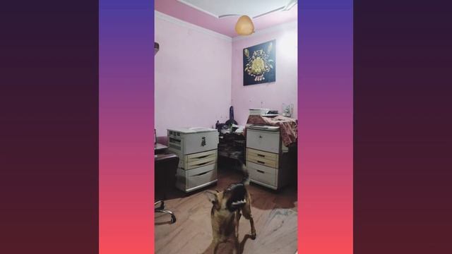 Play with balloon ?#lifewithgsd смотреть онлайн