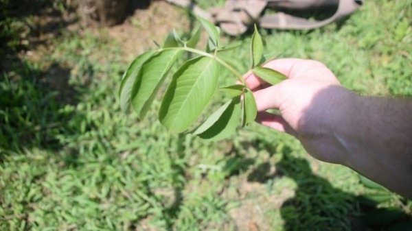 How To Identify Common Elderberry, Sambucus canadensis