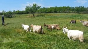 Кто пасется на лугу?\ На лугу пасутся ко\кони\козы\коровы Песни для малышей