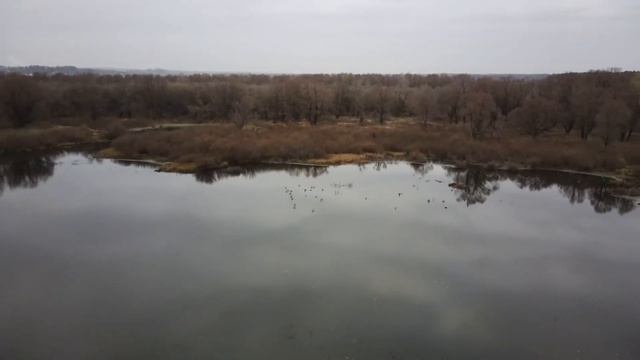 Утка и квадрокоптер смотреть онлайн