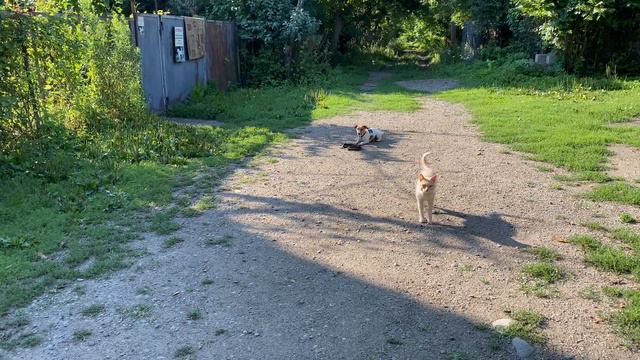 Джек- Рассел терьер 5 месяцев Каспер! Команда лежать! Железная выдержка! смотреть онлайн