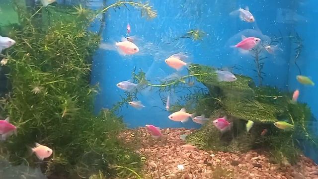 аквариумные рыбки разноцветные смотреть онлайн