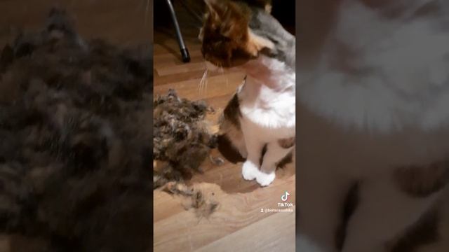 СНЯЛИ С КОТА ШУБУ КАК С БАРАНА? смотреть онлайн