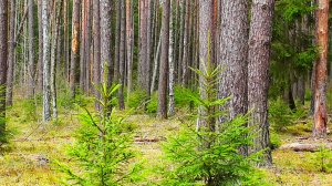 Звуки живой природы: весенний лес. Видео для отдыха.