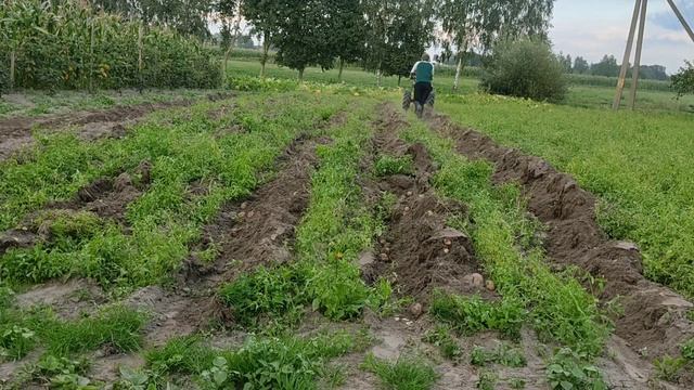 Выкапываем с помощью плуга картошку. Ура! МТЗ 13л.с weima смотреть онлайн