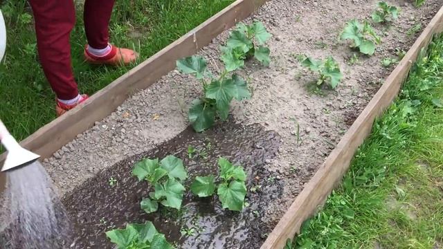 ДАЧА: КАТОРГА ИЛИ КУРОРТ ? смотреть онлайн