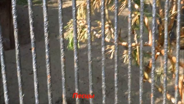 Корсак, лиса и песцы 04.09.2020 смотреть онлайн