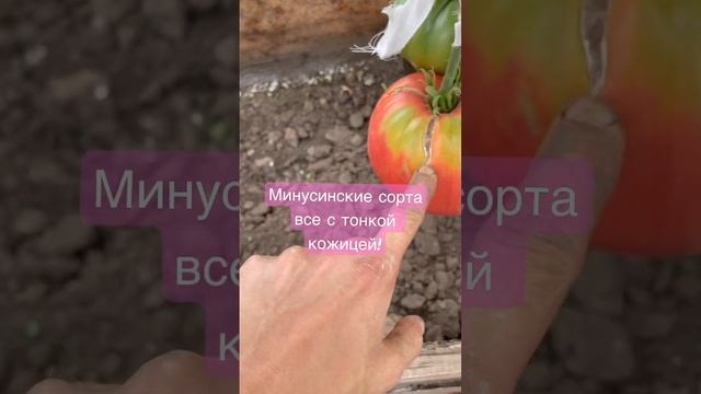 Минусинские сорта томатов? смотреть онлайн