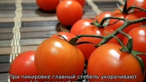 Почему не развиваются корни у рассады помидоров