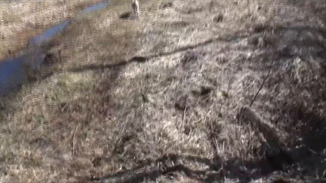 Деревня Луги