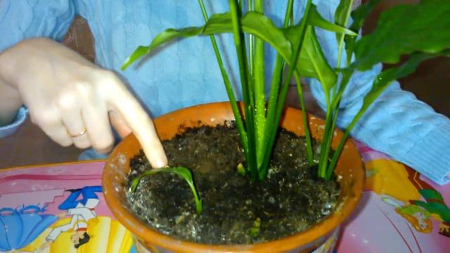 У пересаженного спатифиллума появился бутон смотреть онлайн