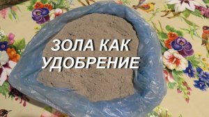 ЗОЛА КАК УДОБРЕНИЕ ДЛЯ РАССАДЫ