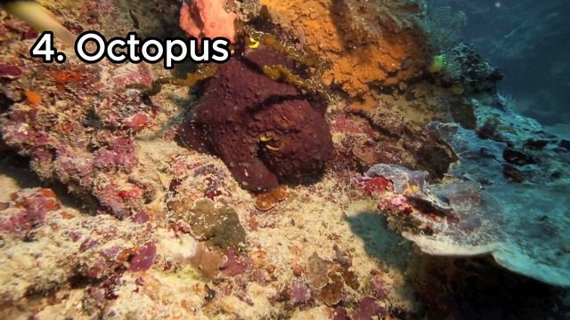 Animals With The Best Camouflage In The World | 4K Video