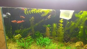 Длительный тест СО2 в аквариуме.  Дропчекер