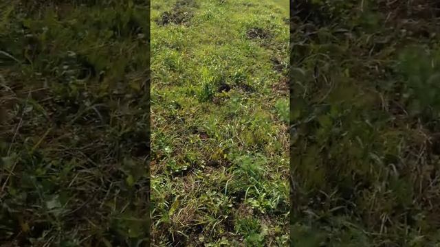 Натаска - Занятие №6 - Бекас смотреть онлайн