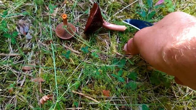 ?? Тихая охота, ? ну очень тихая охота на грибы маслята. смотреть онлайн