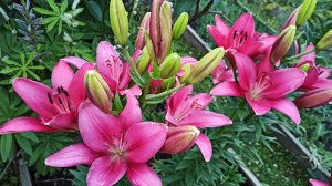 СУПЕР СПОСОБ ДЛЯ ДОЛГОГО ЦВЕТЕНИЯ ЛИЛИЙ! ЧЕМ ПОДКОРМИТЬ ЛИЛИИ И ОБРАБОТАТЬ ОТ БОЛЕЗНЕЙ И ВРЕДИТЕЛЕЙ