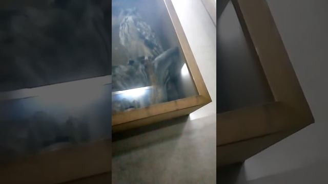 Едем в Домбай！1часть Тебердинский заповедник. смотреть онлайн