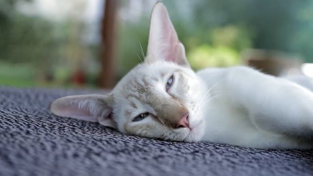 My Lovely Cats - Simba & Gliese (Short spot) смотреть онлайн