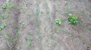 Взошла картошка сорокодневка и обычная. Первые всходы на даче. 2020 г.