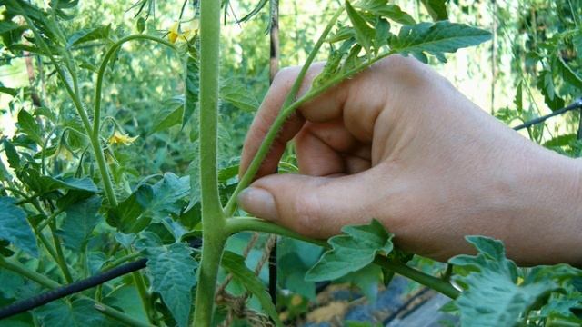 Июль - особое внимание огурцам и томатам смотреть онлайн