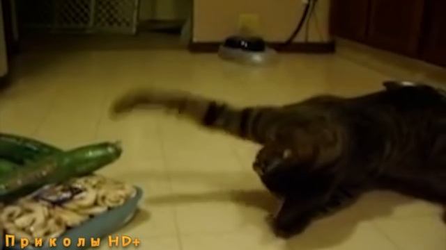 КОТЫ И ОГУРЦЫ!!! Коты боятся огурцов!!! САМАЯ ЛУЧШАЯ ПОДБОРКА смотреть онлайн