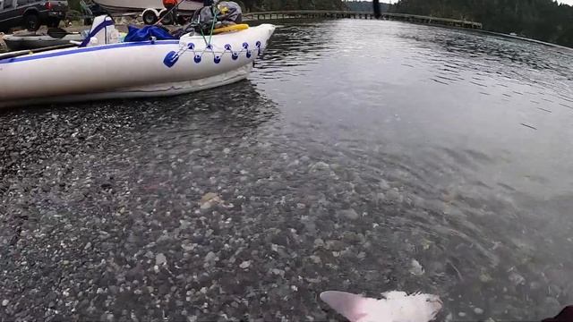 АКУЛА С ГЛАЗАМИ ЧЕЛОВЕКА смотреть онлайн