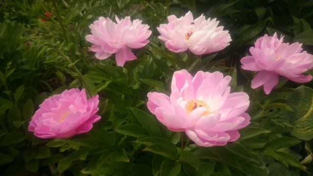 Paeonia Pink Delight 2 смотреть онлайн