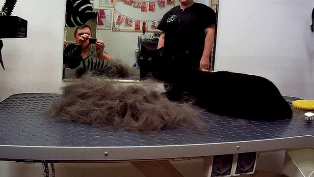Экспресс линька кота. смотреть онлайн