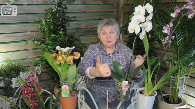 Орхидея фаленопсис Чем отличаются орхидеи? смотреть онлайн