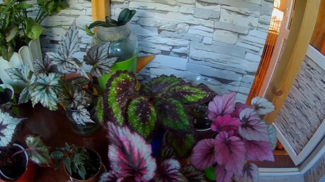 Загляните в гости на мой цветущий балкон. смотреть онлайн