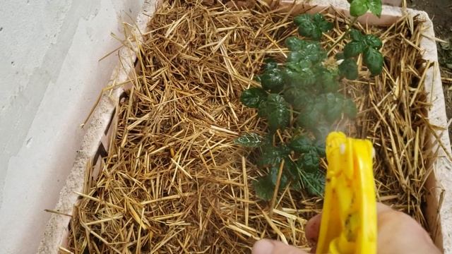 Ежевика Блэк Джем, болеет,пытаюсь восстановить смотреть онлайн