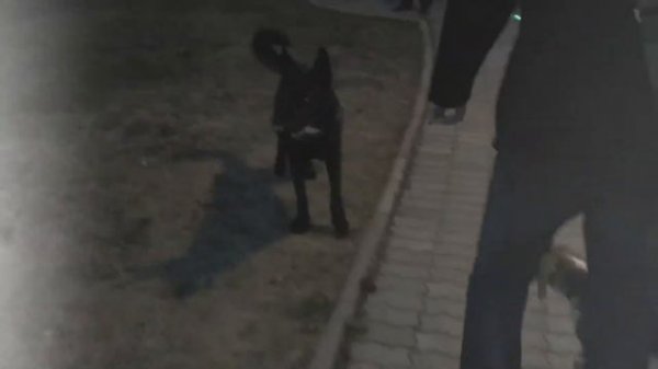 Вечерняя прогулка с Тором 🐶. Бигль щенок 6 месяцев.