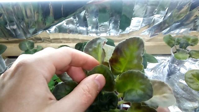 Пятна на листьях фиалки. Советы начинающим! смотреть онлайн