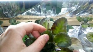 Пятна на листьях фиалки. Советы начинающим!