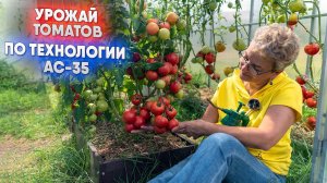 Урожай томатов по технологии АС-35