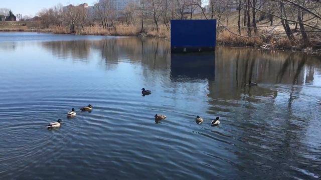 Киев сегодня утром парк Позняки 15.03.2022 смотреть онлайн