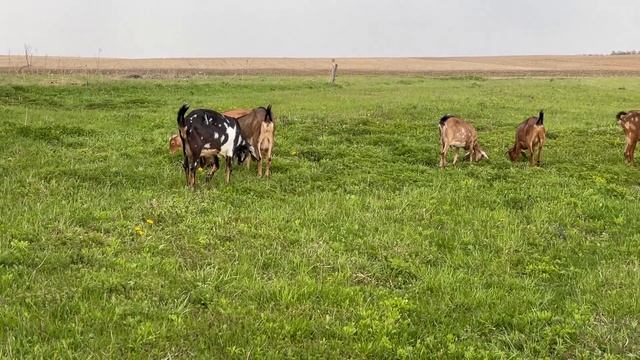 БЮДЖЕТНЫЙ ЗАБОР ГОТОВ! ОГОРОДИЛИ 30 СОТОК ЗЕМЛИ! НАША ФЕРМА! ЖИЗНЬ ПРОСТЫХ ЛЮДЕЙ В ДЕРЕВНЕ! смотреть онлайн