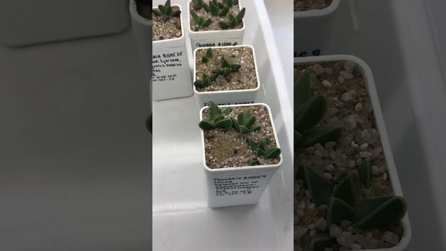 О сеянцах Faucaria Фаукариа