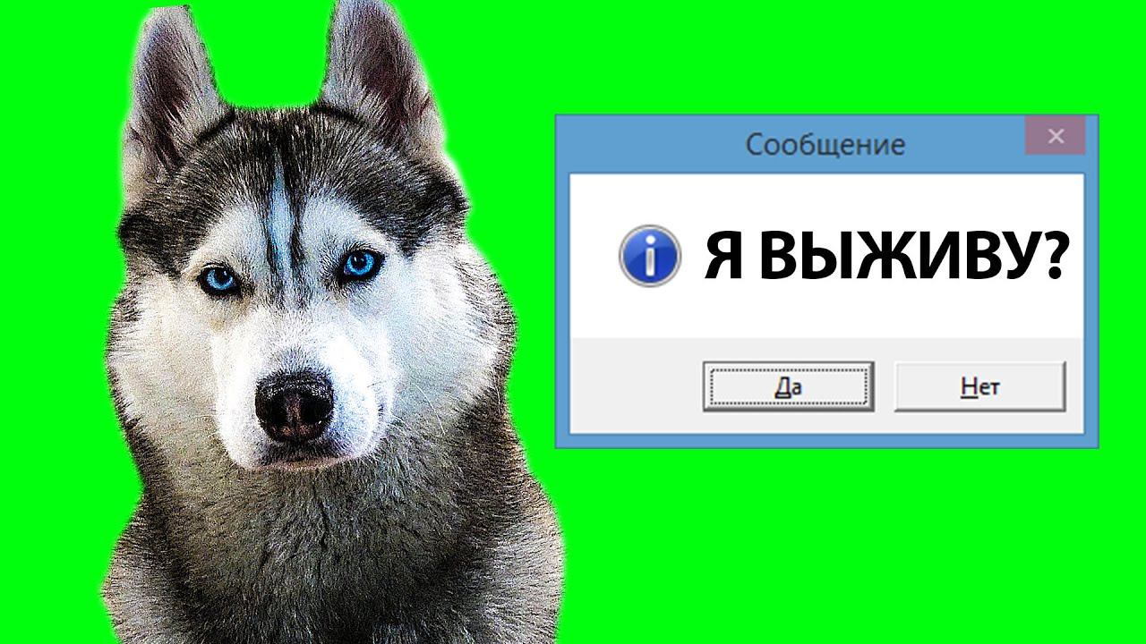 ЧЕМ ЖЕ Я БОЛЕН? (Хаски Бандит) Говорящая собака смотреть онлайн