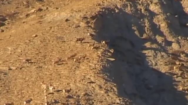 козероги и архары смотреть онлайн
