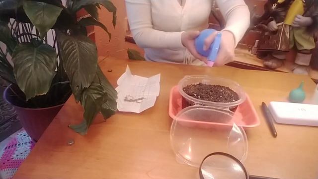 ГОРЕЧАВКА, ПОСЕВ НА РАССАДУ. смотреть онлайн