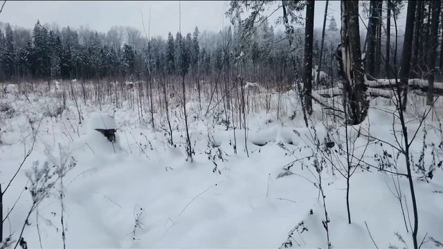 Охота на лося с собаками по первому снегу. смотреть онлайн