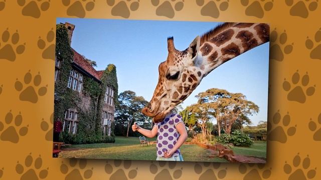 Один на Миллиард! Самые Большие и Редкие Домашние Животные смотреть онлайн