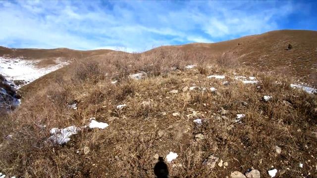 Отличная охота на кеклика. Охота на куропатку в горах. Кыргызстан. Excellent hunting for Chukars. смотреть онлайн