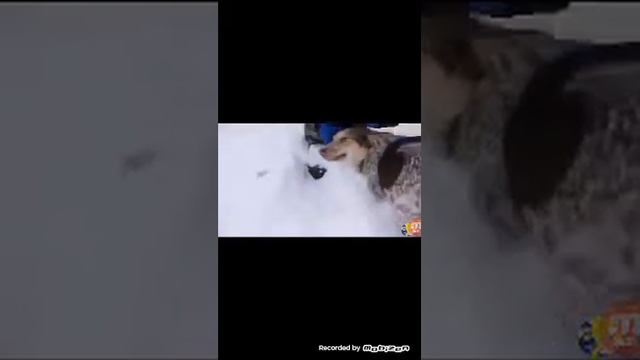 Интересный и Фикус моё новое видио смотреть онлайн