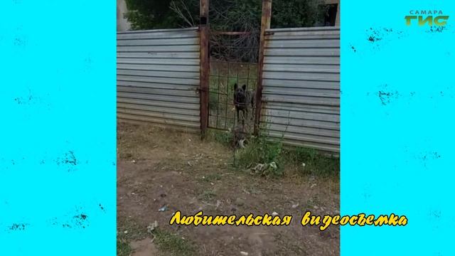 "На трех лапах в новую жизнь " / "Зоопатруль" от 27.02.2024